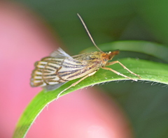 Chrysocramboides craterella