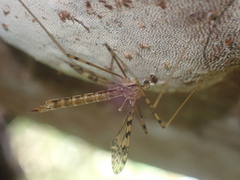 Austrolimnophila lambi