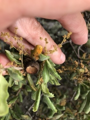 Quercus durata durata