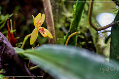 Maxillaria tenuibulba
