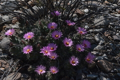 Coryphantha macromeris macromeris