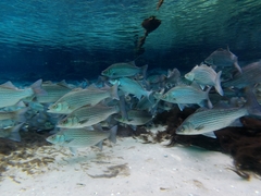 Morone chrysops × saxatilis