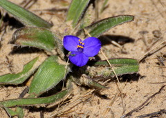 Tradescantia subacaulis