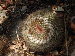 Mammillaria hertrichiana