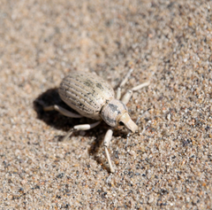 Apleurus albovestitus