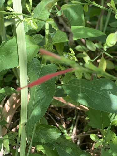 Dicliptera sexangularis image