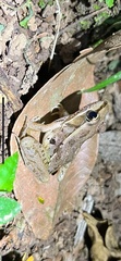 Lithobates brownorum