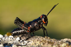 Chromacris speciosa
