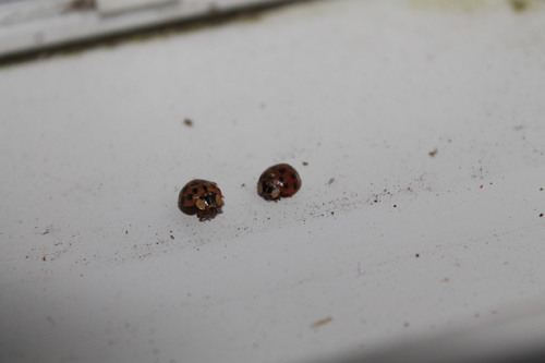 Asian Lady Beetle photographed in Connecticut