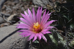 Coryphantha macromeris macromeris
