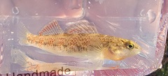 Etheostoma spectabile