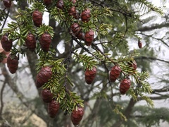 Tsuga chinensis