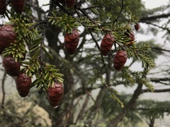 Tsuga chinensis
