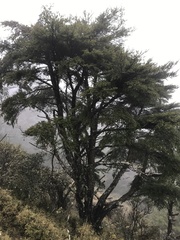 Tsuga chinensis