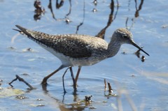 Tringa melanoleuca