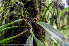 Maxillaria tenuibulba