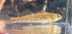 Etheostoma spectabile