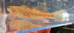 Etheostoma spectabile