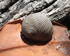Nerita balteata