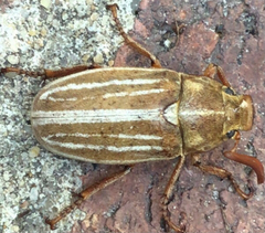 Polyphylla occidentalis