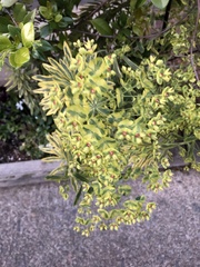 Euphorbia × martini