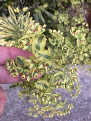 Euphorbia × martini