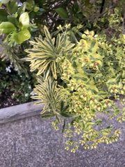 Euphorbia × martini