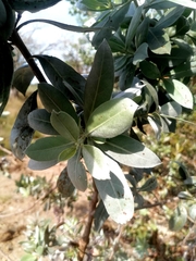 Conocarpus erectus sericeus