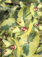 Euphorbia × martini