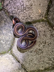 Calliophis intestinalis