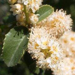 Prunus ilicifolia ilicifolia