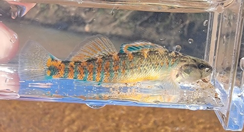 Mud darter (Etheostoma asprigene) — Percidae — 4