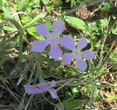 Phlox cuspidata
