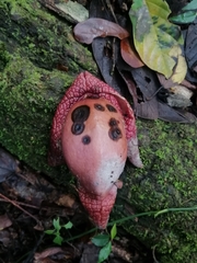Aristolochia chiapensis