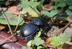 Pasimachus subsulcatus