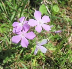 Phlox cuspidata