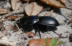 Pasimachus subsulcatus