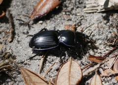 Pasimachus subsulcatus