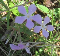 Phlox cuspidata