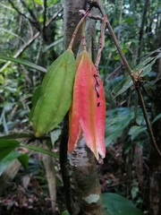 Passiflora rovirosae