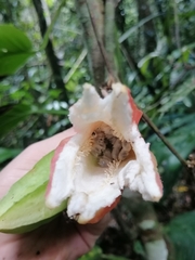 Passiflora rovirosae