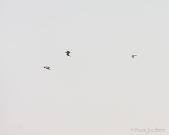 Calidris subruficollis