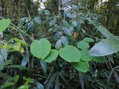 Passiflora lancetillensis