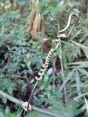 Passiflora lancetillensis