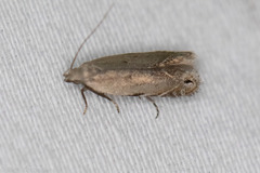 Battaristis concinnusella