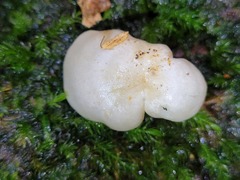 Clitocybe semiocculta