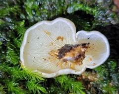 Clitocybe semiocculta