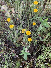 Eriophyllum ambiguum