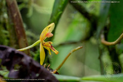 Maxillaria tenuibulba
