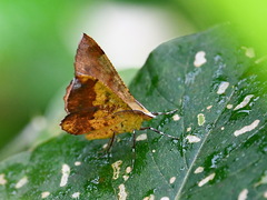 Hyperythra